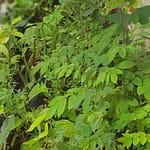 lakshmifarmstead-tree-saplings-for-miyavaki-forest1.jpg