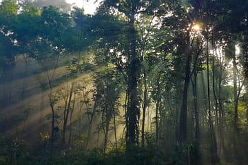 lakshmifarmstead-kerala-kottayam-trees-afforestation-poster-image